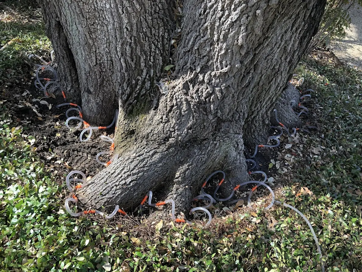 Detailed Tree Cabling and Bracing job site in Moville