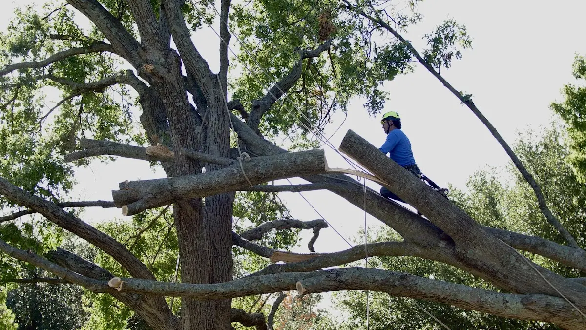 Professional Crown Thinning performed by certified arborists in Moville