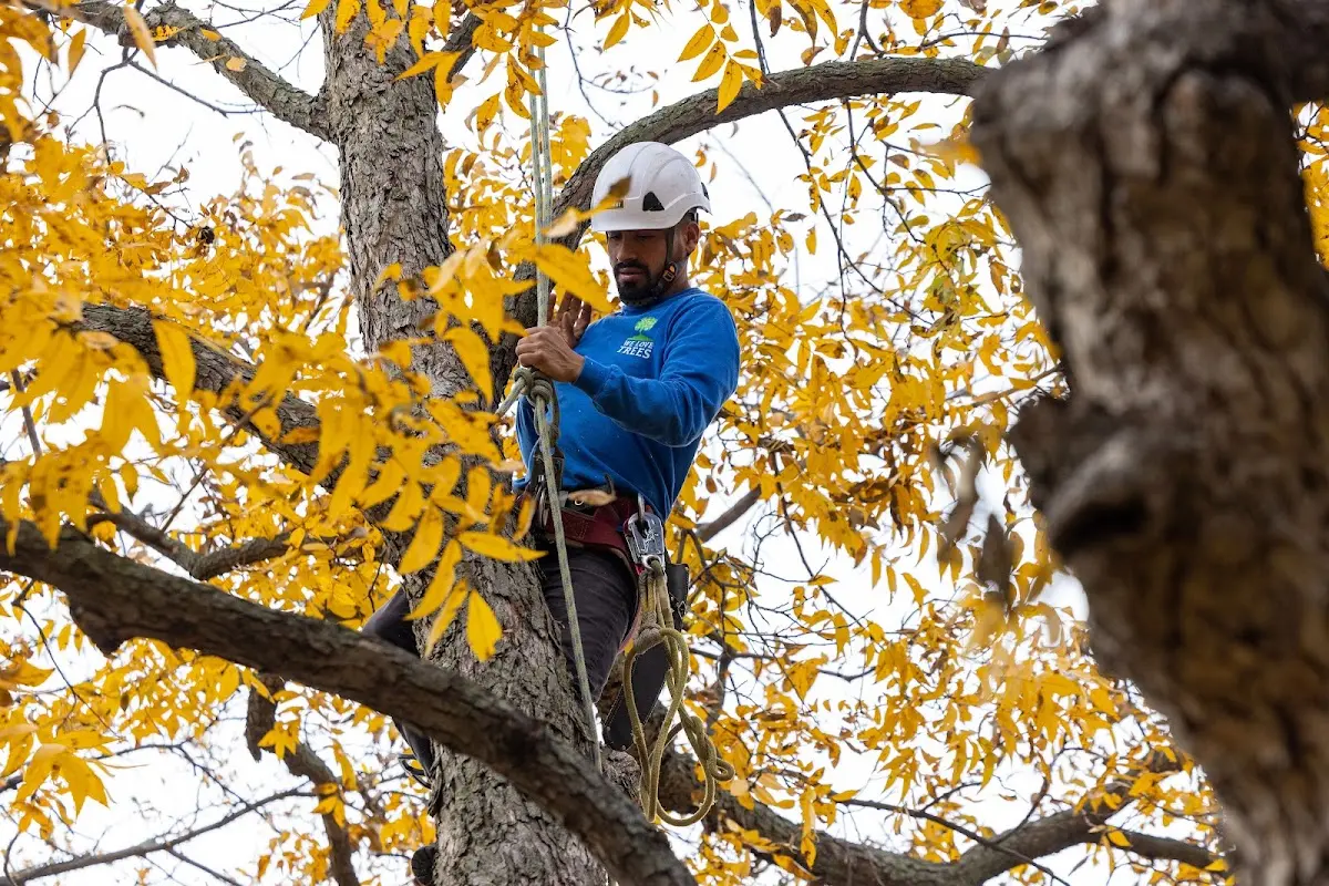 Skilled Tree Trimming crew working in Moville